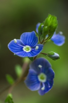  Gamander-Ehrenpreis - germander speedwell - Veronica chamaedrys 