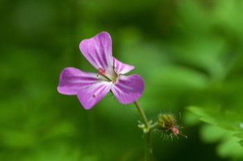  Ruprechts-Kraut - Herb-Robert - Geranium robertianum 