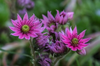  Spinnweb-Hauswurz - Cobweb house-leek - Sempervivum arachnoideum 