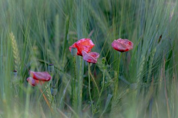  Mohnblume - Common poppy - Papaver rhoeas 