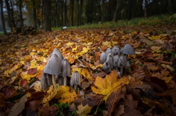  Pilze - Mushrooms 