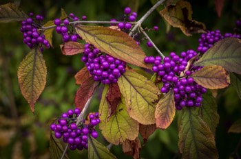  Chinesische Schönfrucht-Liebesperlenstrauch - Beautyberry - Callicarpa giraldii 