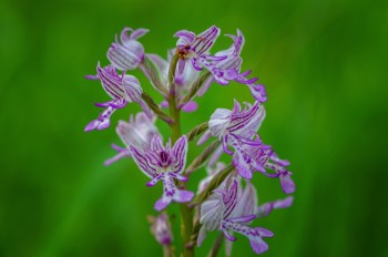  Helm-Knabenkraut - The military orchid - Orchis militaris 