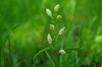  Weißes Waldvöglein - The white helleborine - Cephalanthera damasonium 