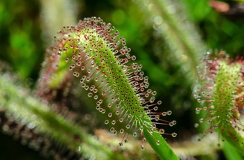  Kap-Sonnentau - Cape sundew - Drosera capensis 