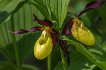  Gelber Frauenschuh - lady's-slipper orchid - Cypripedium calceolus 