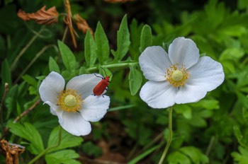  Wald-Anemone - Snowdrop Anemone - Anemone sylvestris 