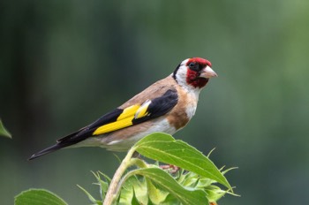  Distelfink - European goldfinch - Carduelis carduelis 