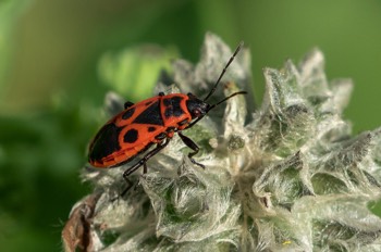  Gemeine Feuerwanze - Firebug - Pyrrhocoris apterus 