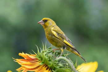  Grünfink - European greenfinch - Chloris chloris 