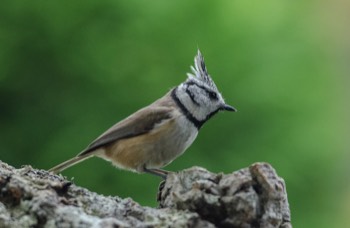  Haubenmeise - European crested tit - Lophophanes cristatus 