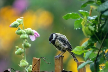  Kohlmeise - Great Tit - Parus major 