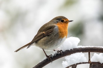  Rotkehlchen - European Robin - Erithacus rubella 