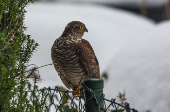  Sperber - Eurasian Sparrowhawk - Accipiter nisus 