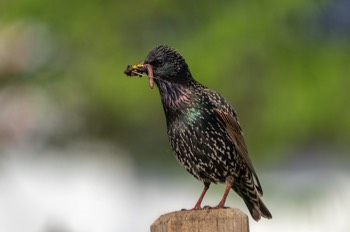  Star - Common Starling - Sturnus vulgaris 