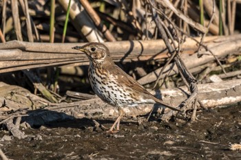  Singdrossel - Song thrush - Turdus philomelos 