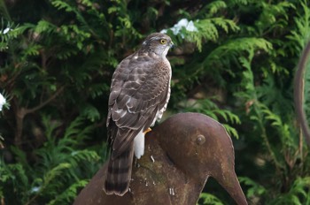  Sperber - Eurasian Sparrowhawk - Accipiter nisus 