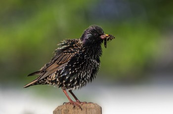  Star - Common Starling - Sturnus vulgaris 