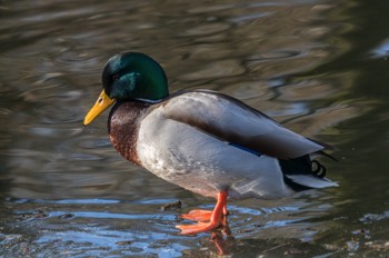  Stockente - Mallard - Anas platyrhynchos 