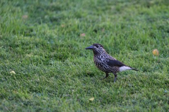  Tannenhäher - Eurasian nutcracker - Nucifraga caryocatactes 