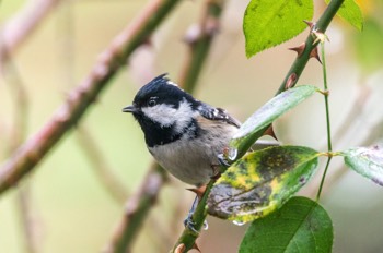  Tannenmeise - Coal Tit - Periparus ater 