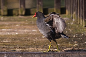  Teichralle - Common moorhen - Gallinula chloropus 