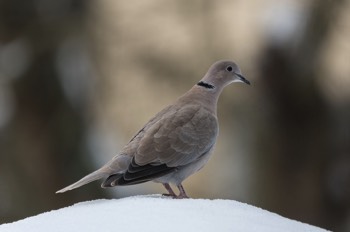  Türkentaube - Eurasian collared dove - Streptopelia decaocto 