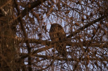  Waldohreule - Long-eared owl - Asio otus 