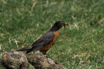  Wanderdrossel - American robin - Turdus migratorius 