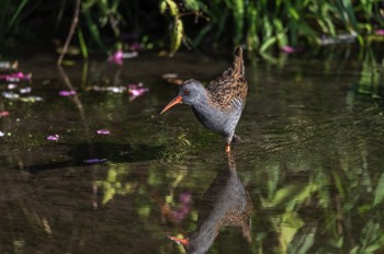  Wasserralle - Water Rail - Rallus aquaticus 