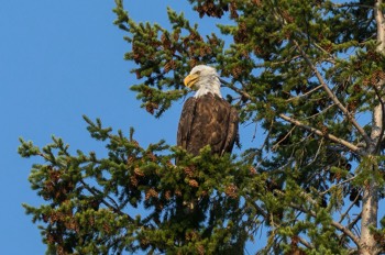  Weißkopfseeadler - Bald eagle - Haliaeetus leucocephalus 