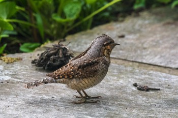  Wendehals - Eurasian wryneck - Jynx torquilla 