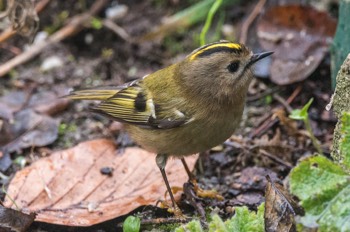  Wintergoldhähnchen - Goldcrest - Regulus regulus 