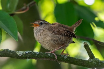  Zaunkönig - Eurasian wren - Troglodytes troglodytes 