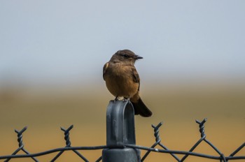  Zimtbauch-Phoebetyrann - Say's phoebe - Sayornis saya 