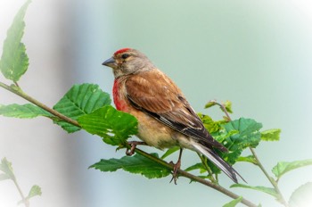  Bluthänfling - Common linnet - Linaria cannabina 