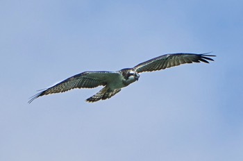  Fischadler - Pandion haliaetus - western osprey 