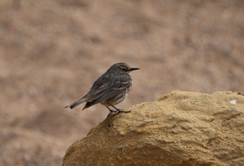  Strandpieper - Eurasian rock pipit - Anthus petrosus 