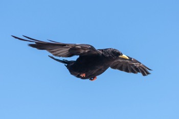  Alpendohle - Alpine chough - Pyrrhocorax graculus 