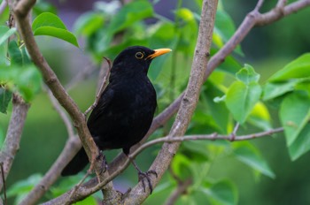  Amsel - Common blackbird - Turdus merula 