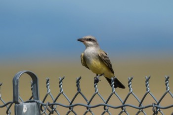  Arkansaskönigstyrann - Western kingbird - Tyrannus verticalis 