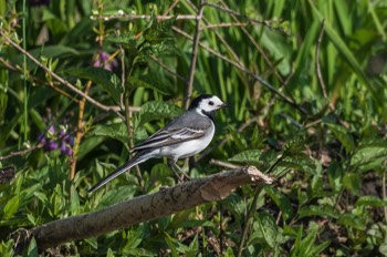  Bachstelze - White Wagtail - Motacilla alba 