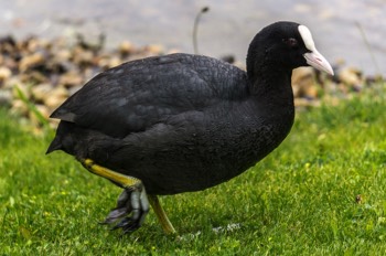  Blaesshuhn - Eurasian coot - Fulica atra 