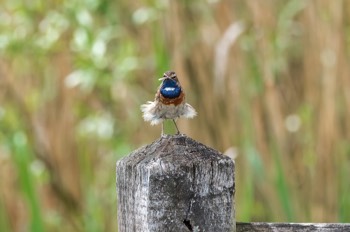  Blaukehlchen - Bluethroat - Luscinia svecica 