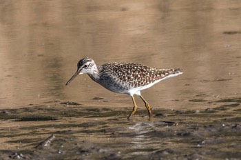  Bruchwasserläufer - Wood sandpiper - Tringa glareola 