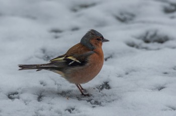  Buchfink - Common Chaffinch - Fringilla coelebs 