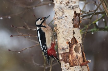  Buntspecht - Great Spotted Woodpecker - Dendrocopos major 