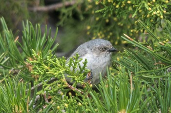  Buschmeise - Bushtit - Psaltriparus minimus 