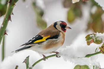  Distelfink - European goldfinch - Carduelis carduelis 