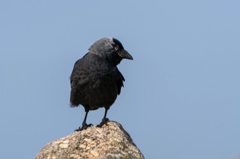  Dohle - Jackdaw - Coloeus monedula 